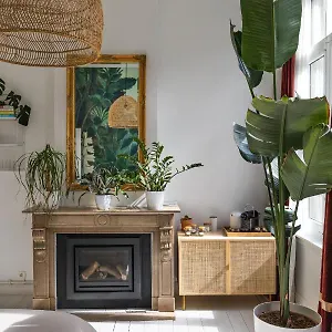 Musa , Anvers Belgique